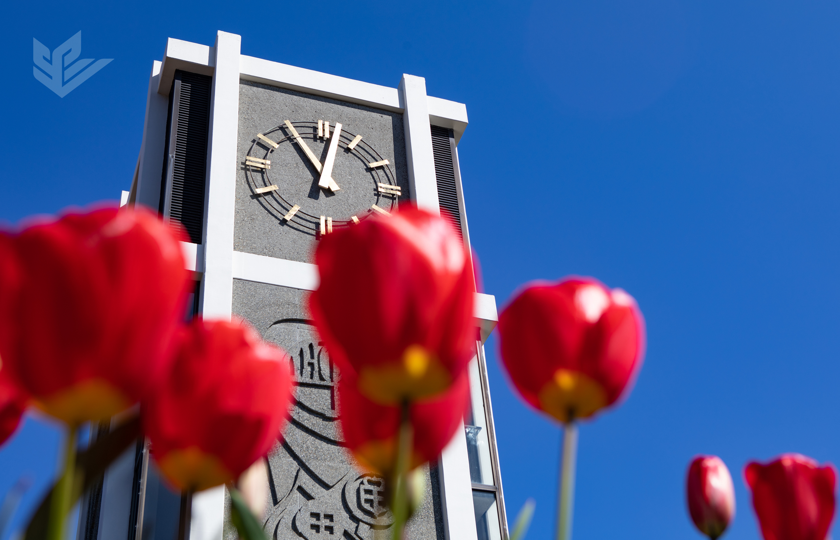 Bright red tulips in the foreground of a photo of Demaray Hall's iconic clocktower
