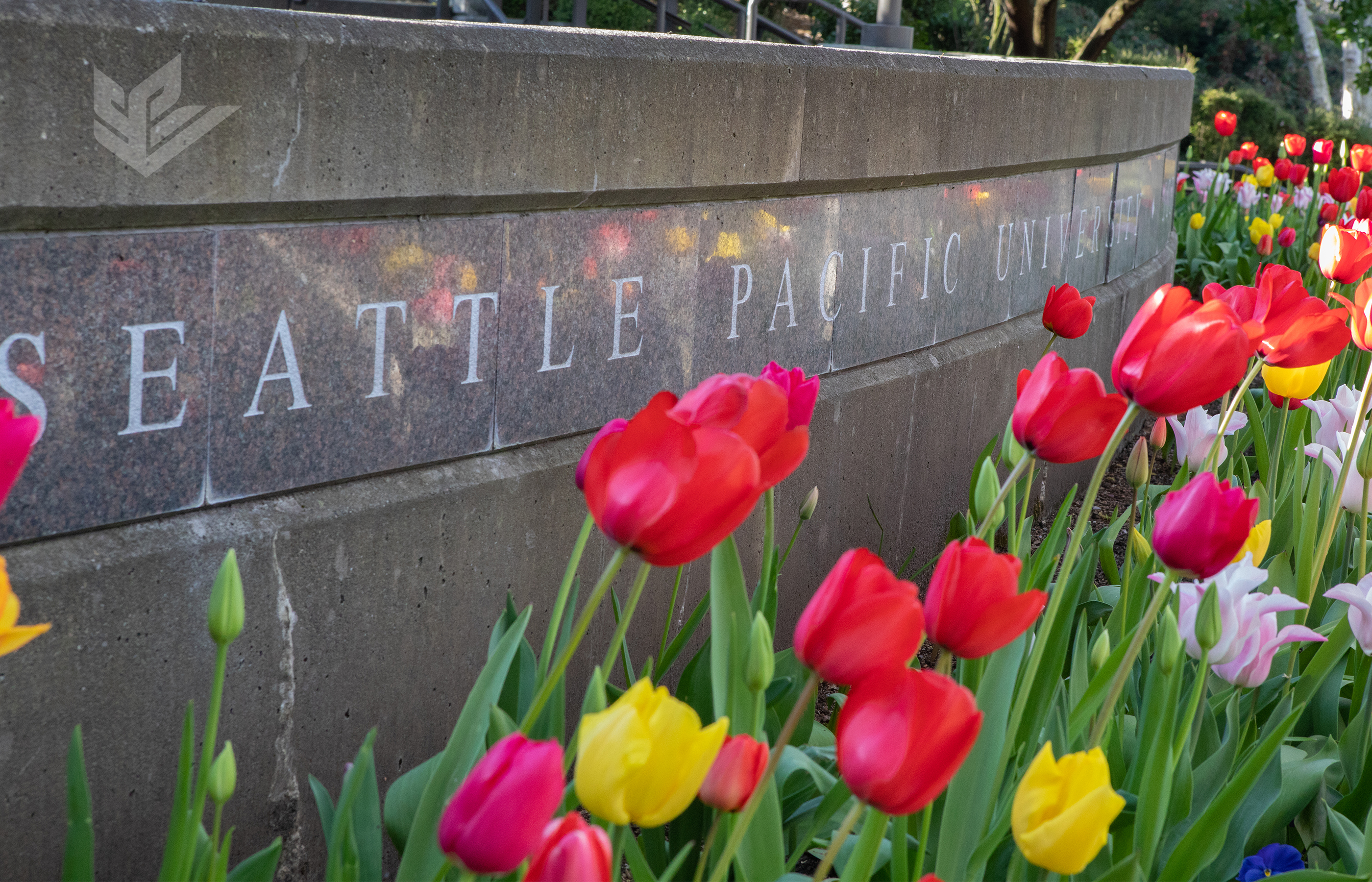 The marble sign for Martin Square on the Seattle Pacific University campus with colorful springtime tulips in front