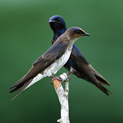 Purple Martins
