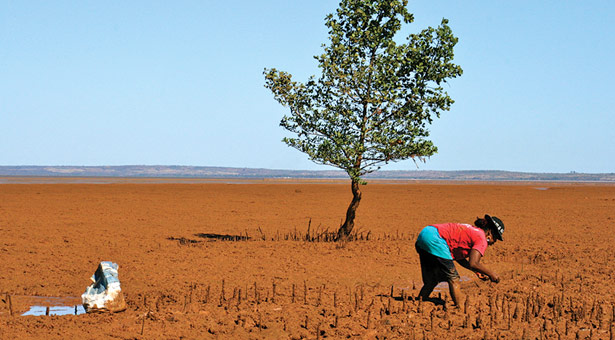 Red Island Restoration