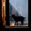 animal in building
