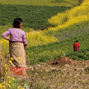 family farm