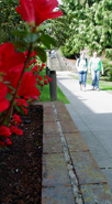 Red flowers near a sidewalk