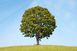 Tree on a Hill
