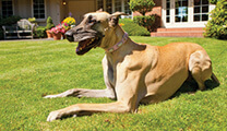 Josie the dog